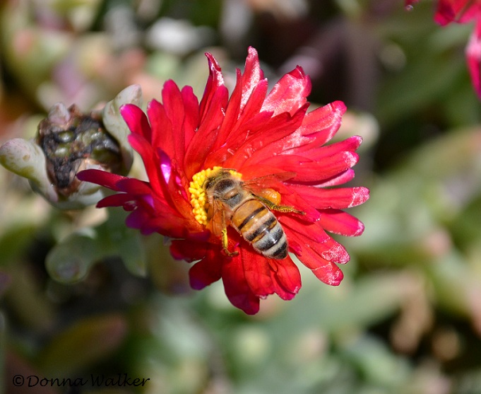 Apis mellifera