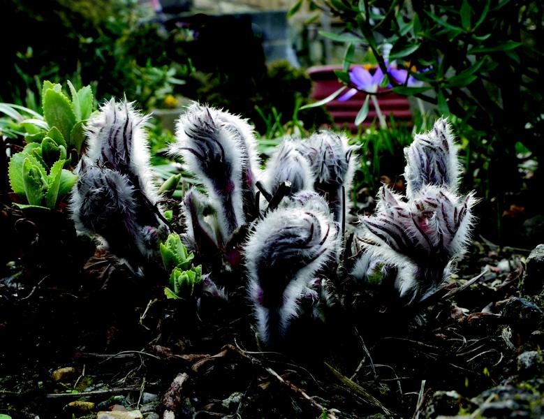 Pulsatilla vulgaris