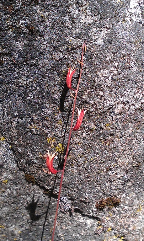 Clarkia mildrediae ssp. lutescens Clarkia mildrediae ssp. lutescens
