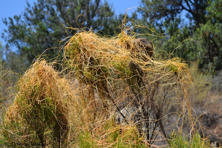 Witch's Hair on Broom Baccharis at Mission Trails Regional Park, San Diego, CA
