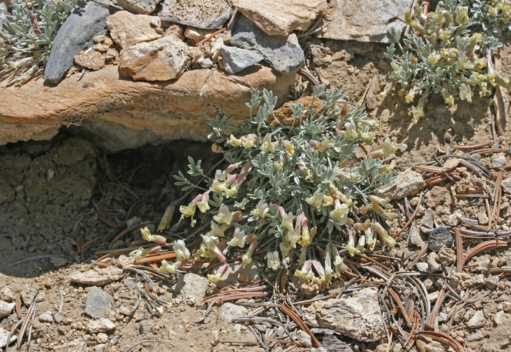 Astragalus calycosus