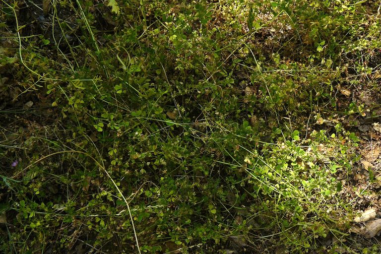 Trifolium dubium