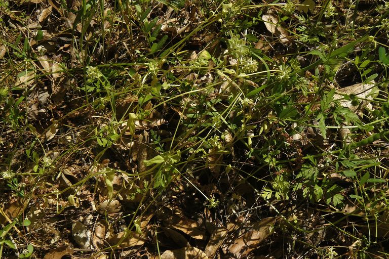 Valerianella locusta