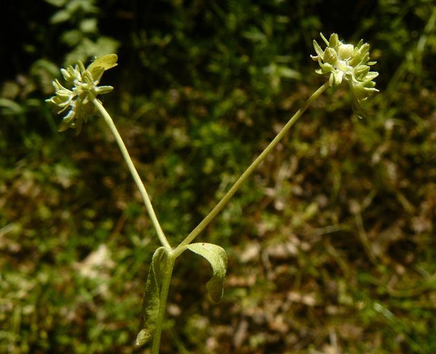 Valerianella locusta