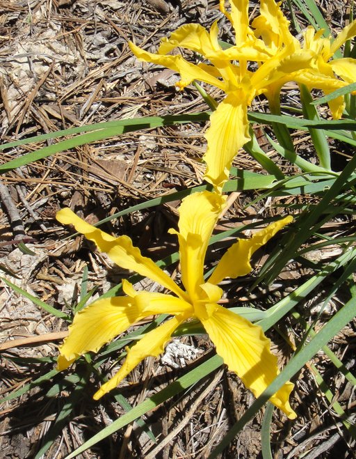 Iris hartwegii ssp. hartwegii