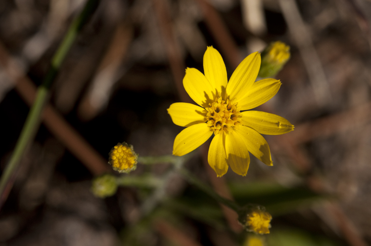 Pityopsis graminifolia var. graminifolia