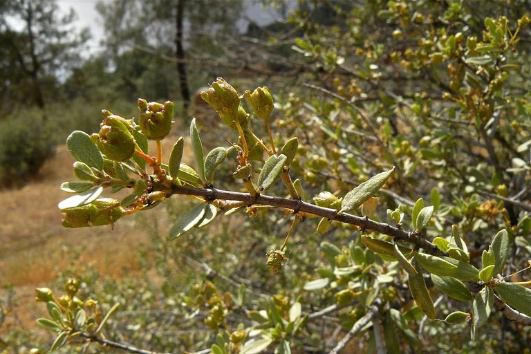 Ceanothus cuneatus
