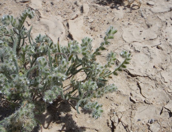 Cryptantha angustifolia