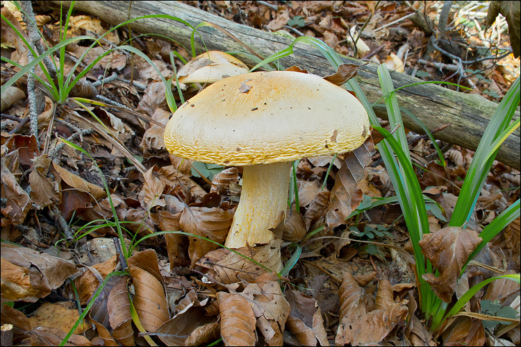 Hygrophorus pudorinus