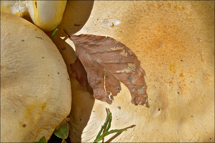 Hygrophorus pudorinus