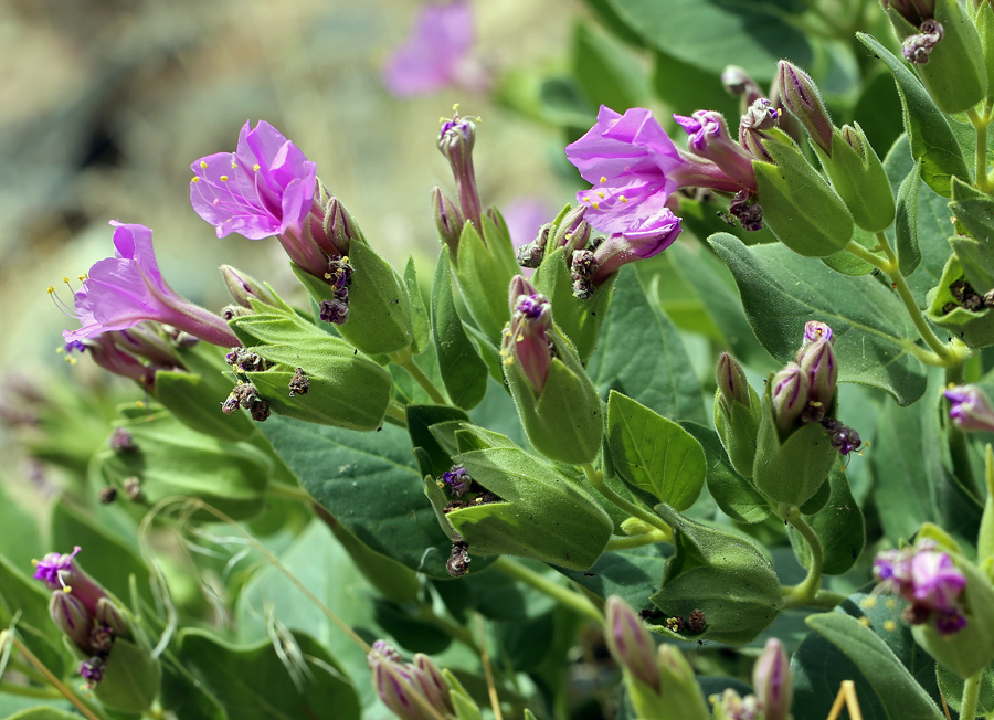 Mirabilis multiflora var. glandulosa Mirabilis multiflora var. glandulosa