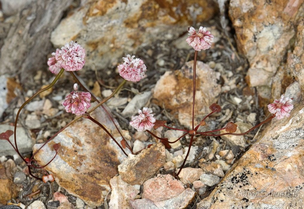 Eriogonum nortonii Eriogonum nortonii