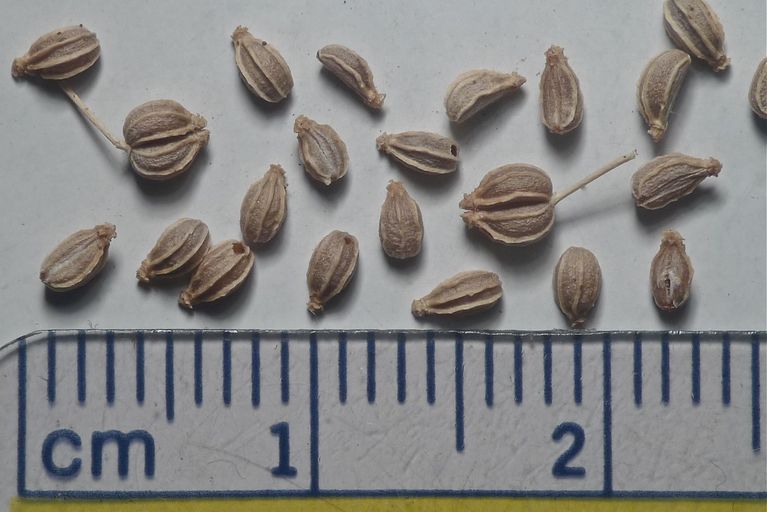 Conium maculatum