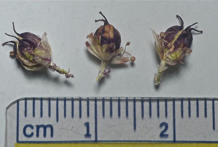 Triantha occidentalis ssp. occidentalis