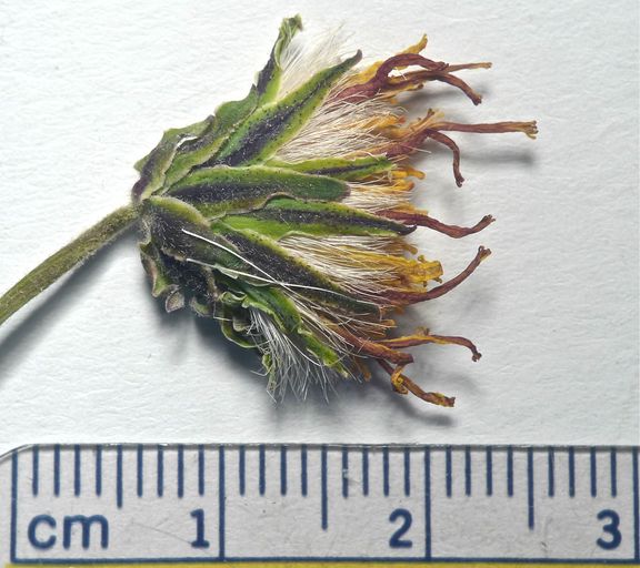 Nothocalais alpestris