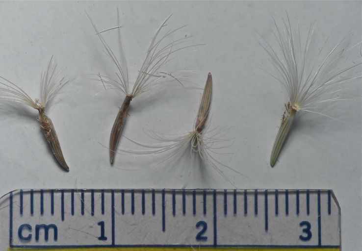 Nothocalais alpestris
