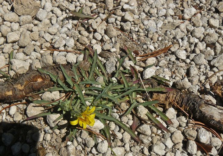 Nothocalais alpestris