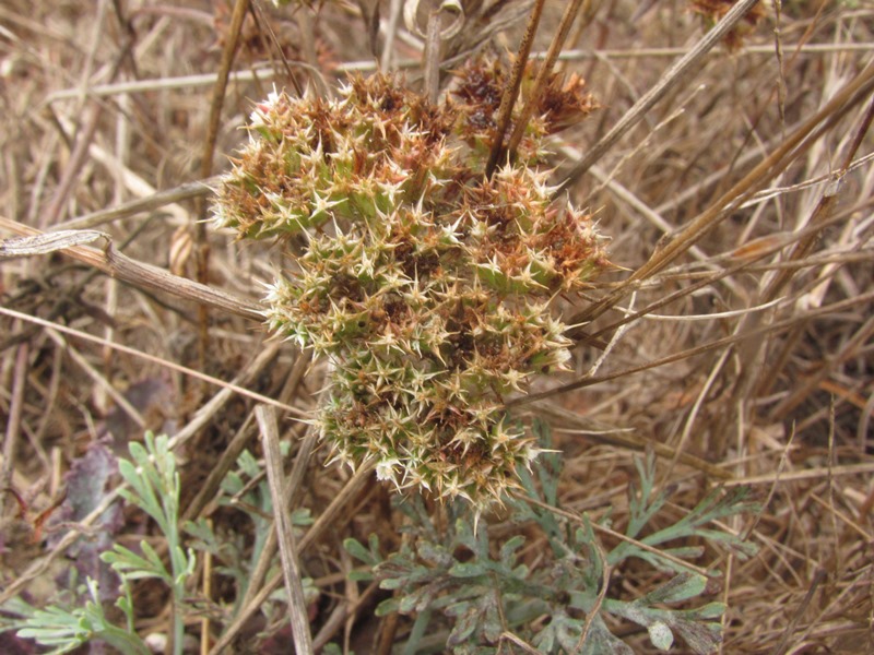 Chorizanthe cuspidata var. cuspidata Chorizanthe cuspidata var. cuspidata