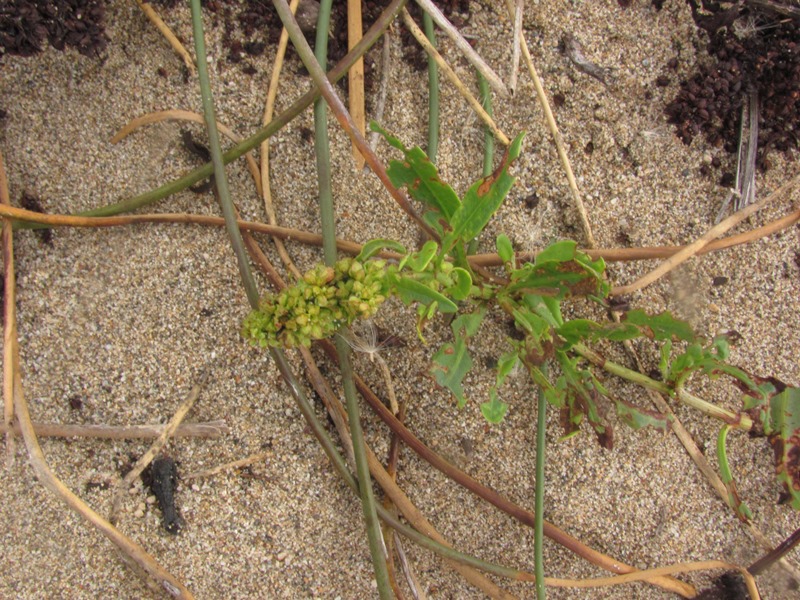Rumex crassus