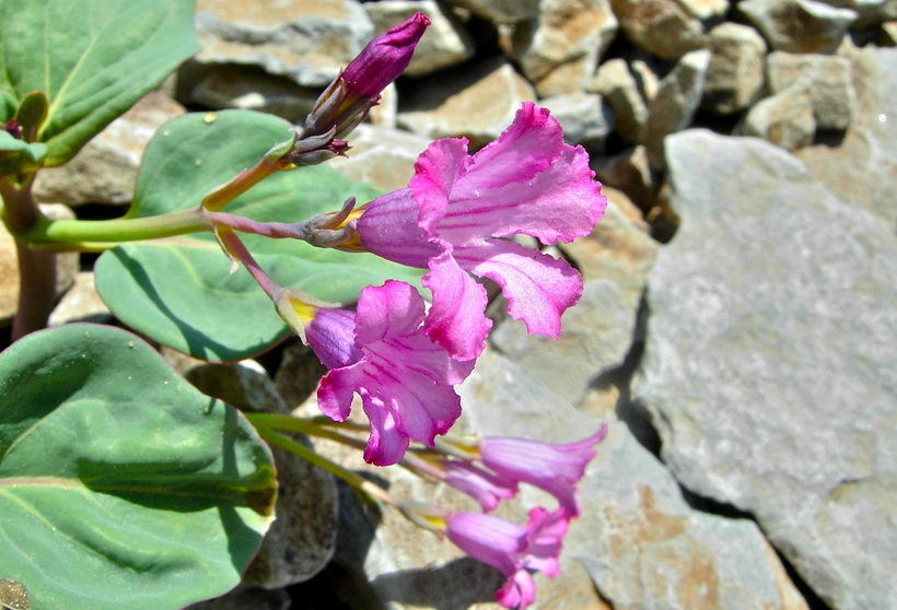 Cycladenia humilis