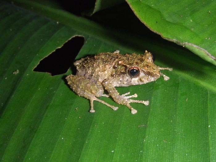 Pristimantis muricatus