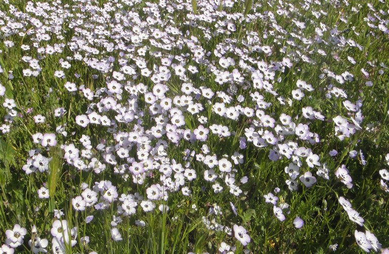 Gilia tricolor ssp. diffusa