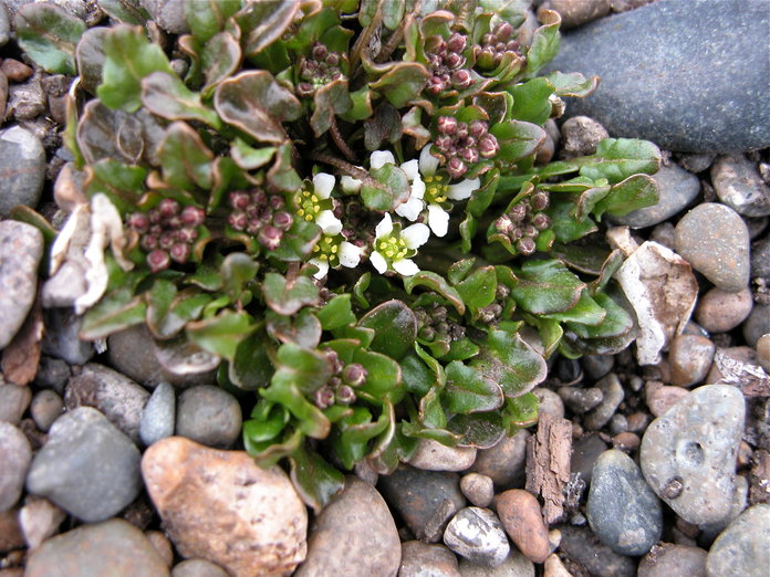 Cardamine bellidifolia