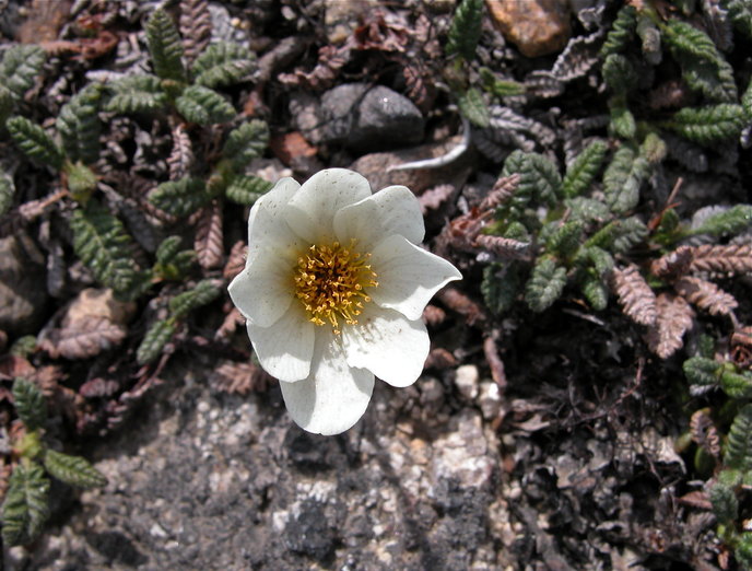 Dryas octopetala