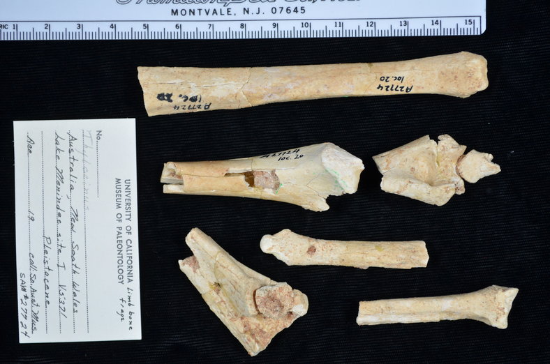 limb fragments limb fragments