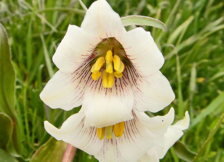 Fritillaria striata