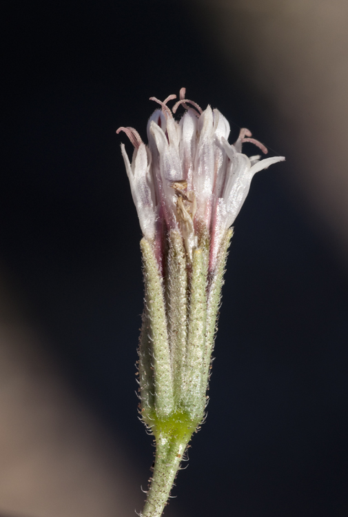 Palafoxia arida