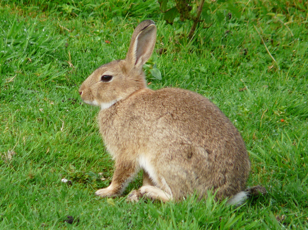 Oryctolagus cuniculus