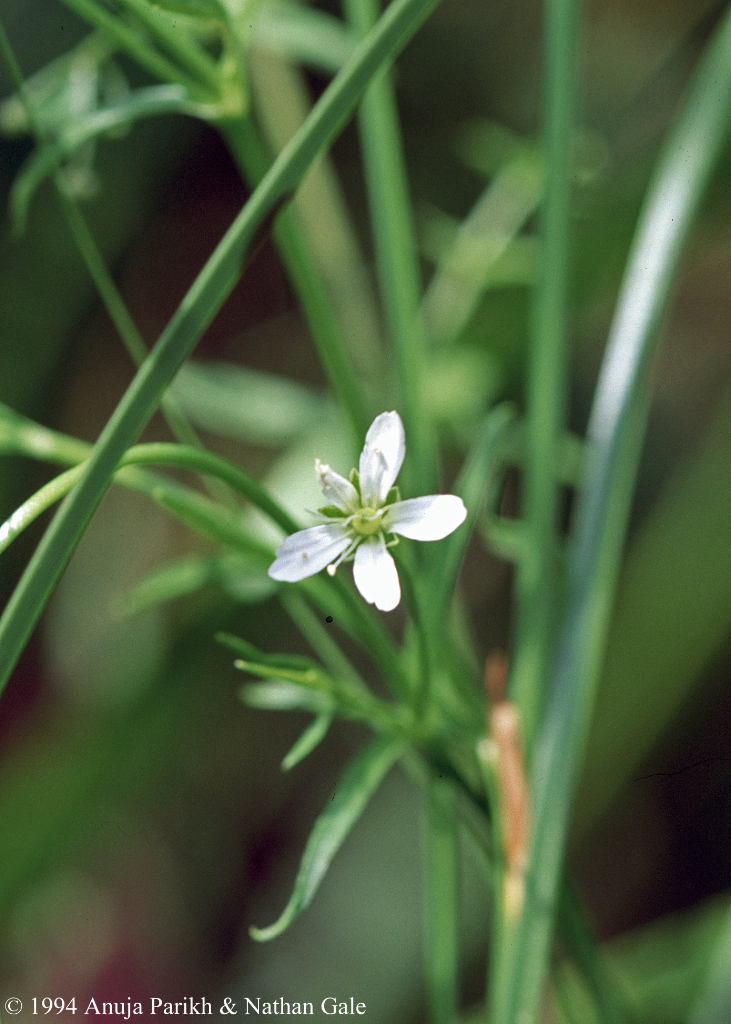 Arenaria paludicola