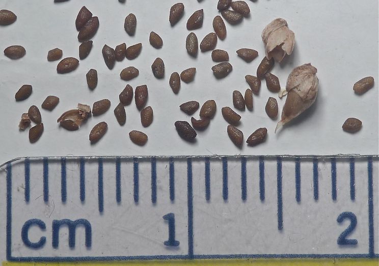 Plantago major