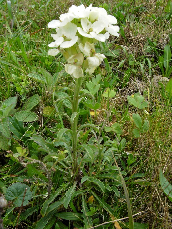 Erysimum concinnum