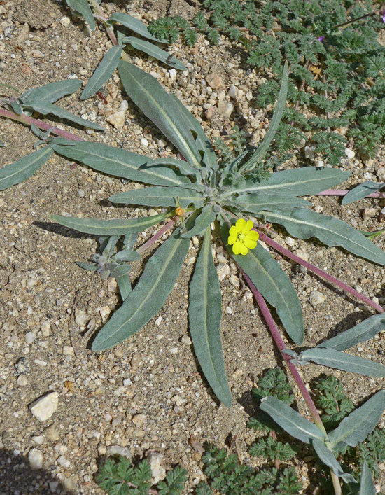 Camissoniopsis pallida ssp. pallida