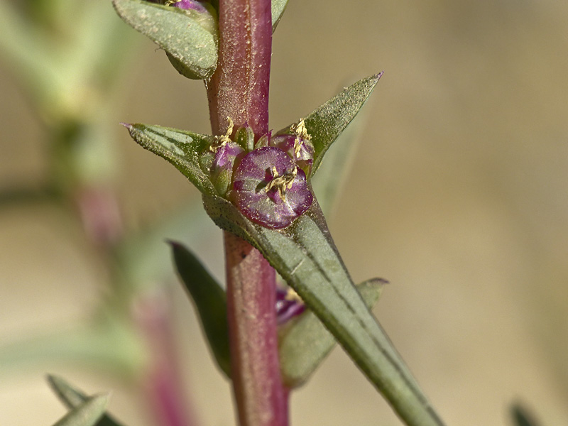 Salsola soda Salsola soda