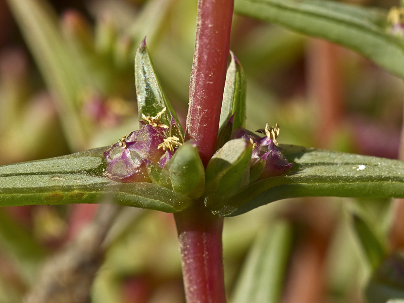Salsola soda Salsola soda