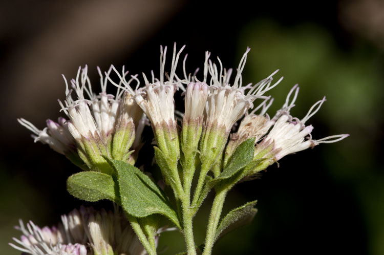 Ageratina wrightii