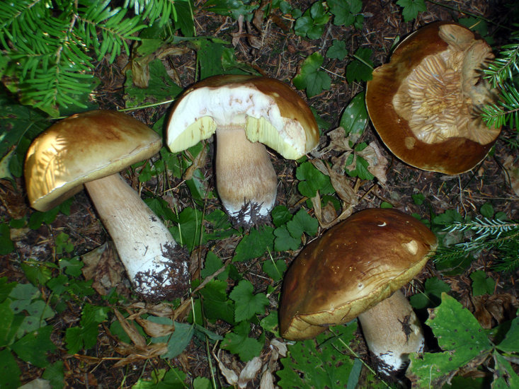 Boletus edulis