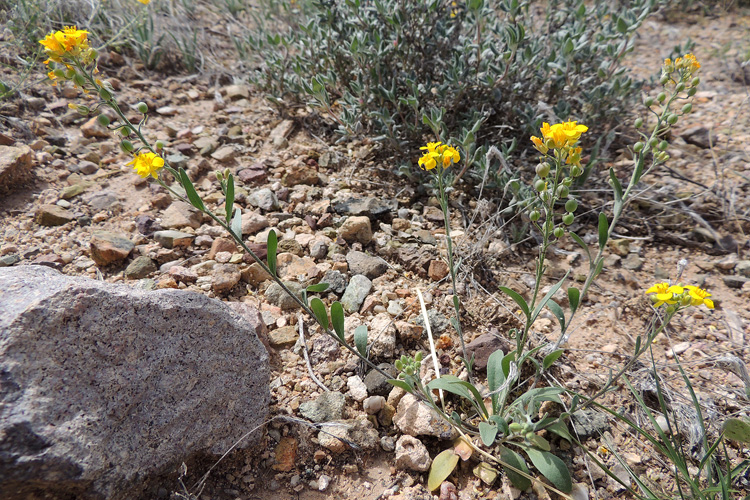Physaria gordonii Physaria gordonii