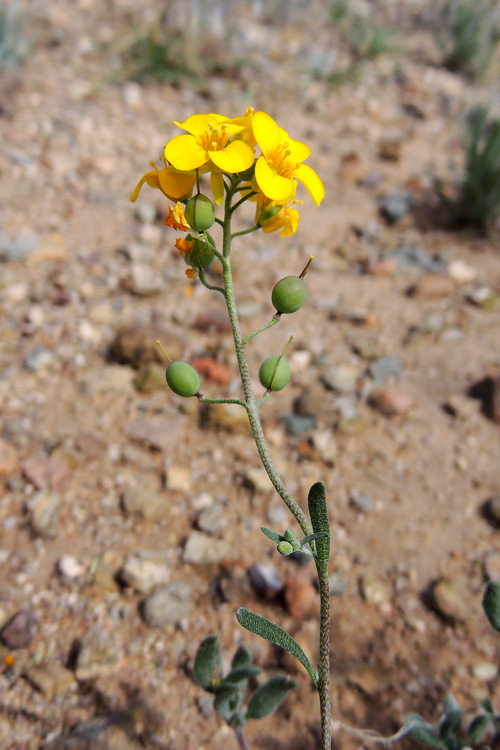 Physaria gordonii Physaria gordonii