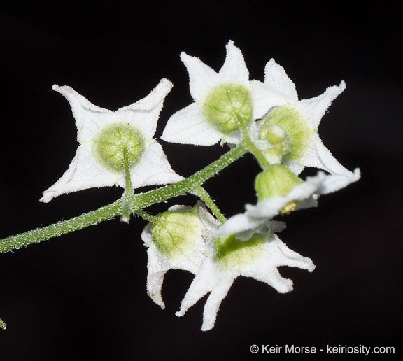 Marah macrocarpa
