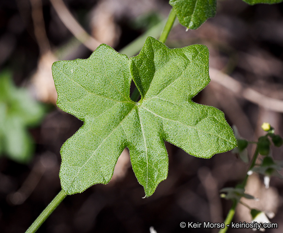 Marah macrocarpa