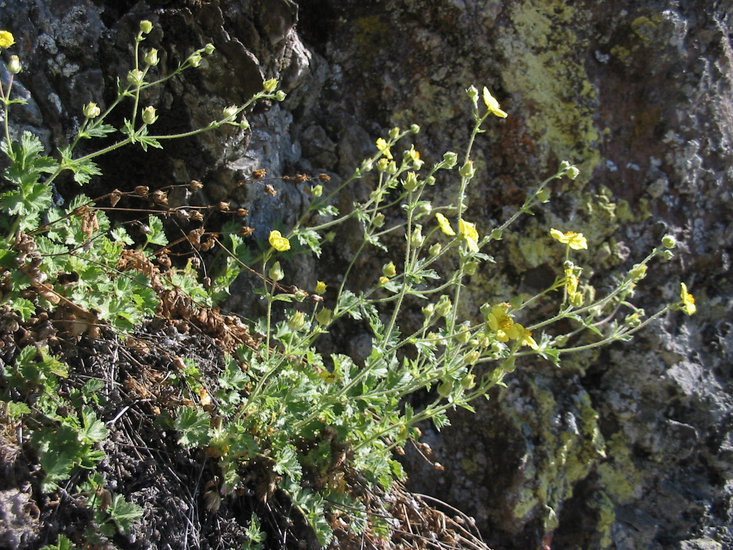 Potentilla glandulosa ssp. ashlandica