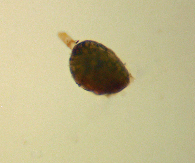 Gemmabryum gemmilucens
