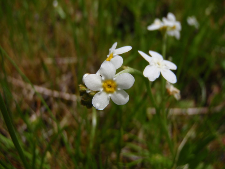 Plagiobothrys figuratus ssp. corallicarpus