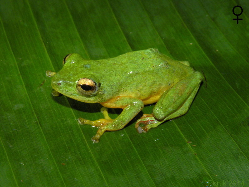 Hyperolius concolor Hyperolius concolor