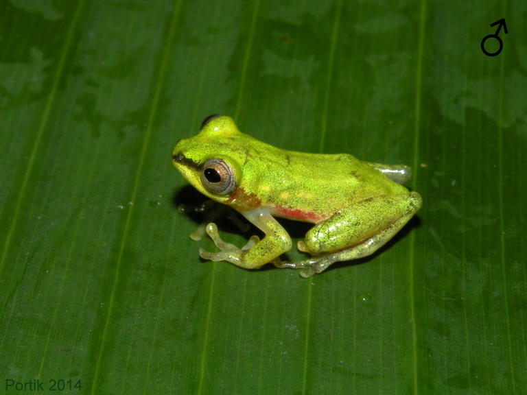 Hyperolius fusciventris Hyperolius fusciventris