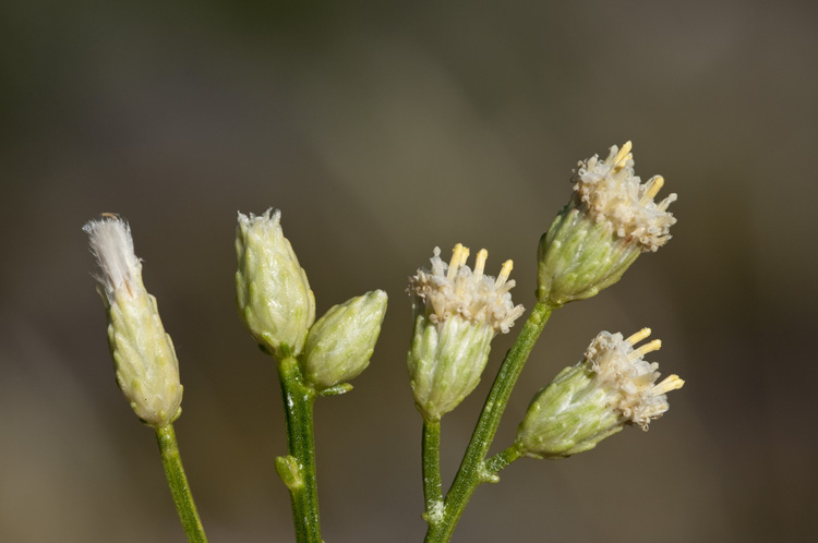 Baccharis sarothroides